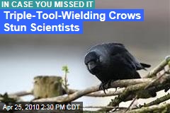 Triple-Tool Crows Stun Scientists