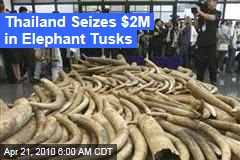 Thailand Seizes $2M in Elephant Tusks