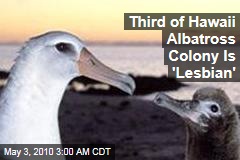 Third of Hawaii Albatross Colony Is 'Lesbian'
