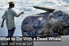 What to Do With a Dead Whale