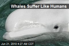 Whales Suffer Like Humans