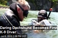 Daring Dachshund - becomes first K-9 Scuba Diver
