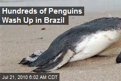 Hundreds of Penguins Wash Up in Brazil