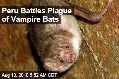 Peru Battles Plague of Vampire Bats