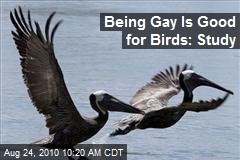 Being Gay Is Good for Birds: Study