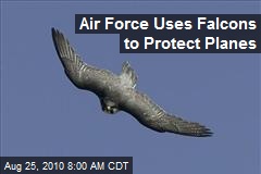 Air Force Uses Falcons to Protect Planes