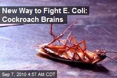 Cockroach Brains Help Fight Superbugs