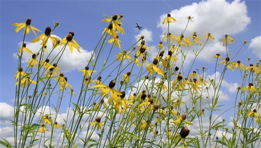 Airport tests new way to avoid deadly bird strikes