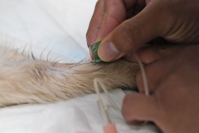 COVID-19 pet boom has veterinarians backlogged, burned out