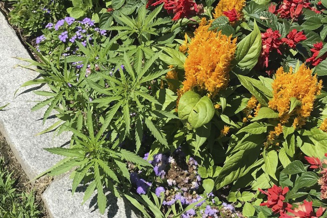 A Capitol offense? Cannabis found in Statehouse flower beds