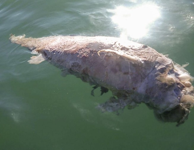 Activists report probable dead vaquita porpoise in Mexico
