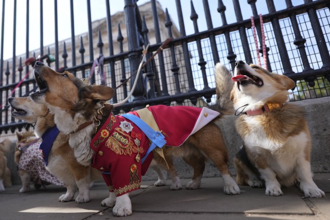 Corgis parade outside Buckingham Palace to remember Queen Elizabeth II a year since her death