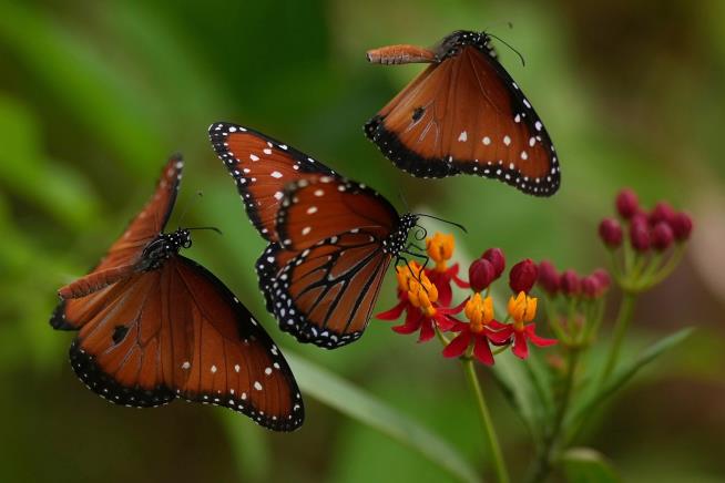 See stunning photos of animals and nature captured by AP photojournalists in 2025