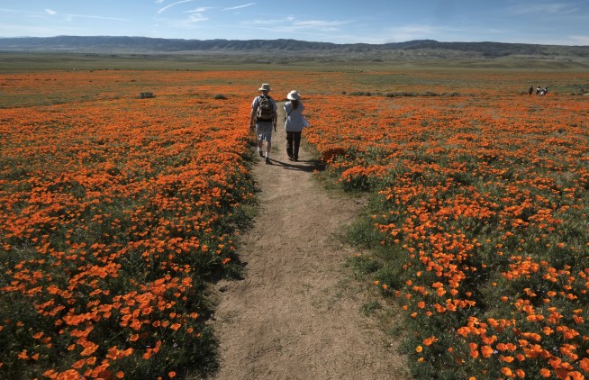 Wildflowers, dormant for years, bloom across California