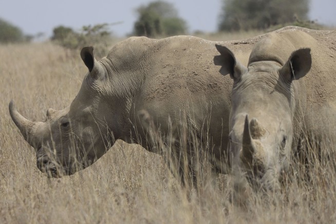 The number of rhinos is slightly up but poaching has increased too