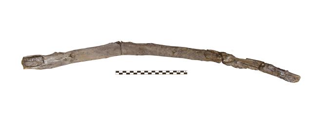 Scientists recover the oldest wooden tools from a site in Greece