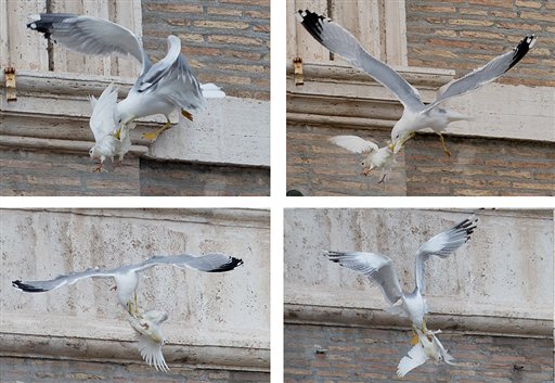 Birds attack peace doves freed from pope's window