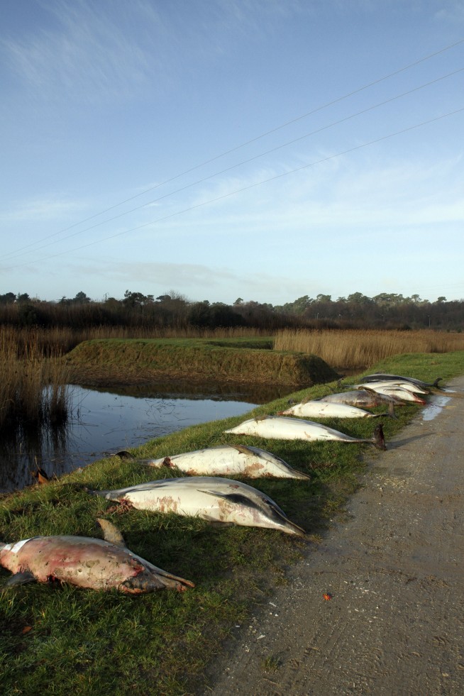 Action demanded after 1,100 dead dolphins wash up in France