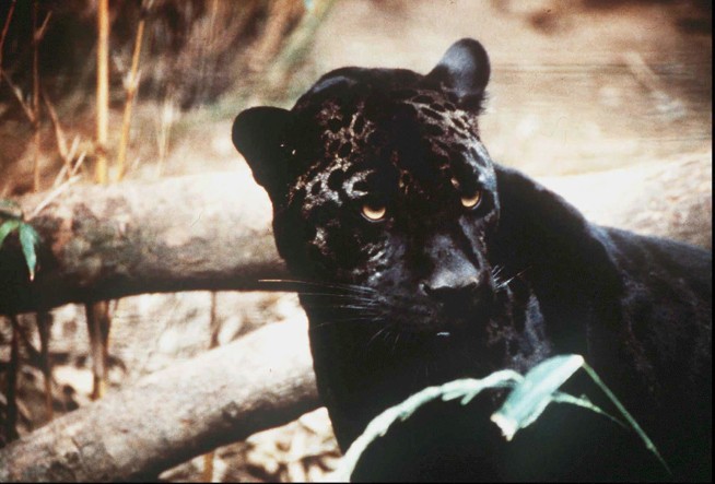 Groups call for reintroduction of jaguars in US Southwest