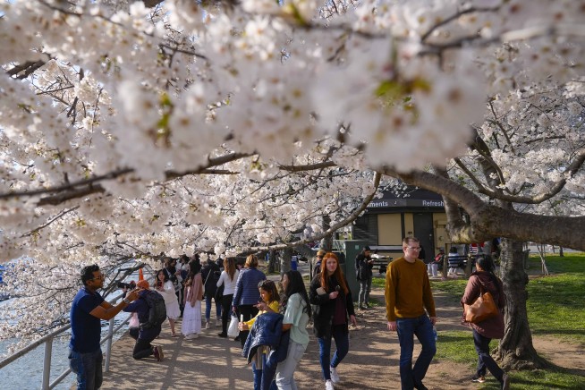 More than 100 iconic cherry trees in Washington are being cut down. So long, Stumpy