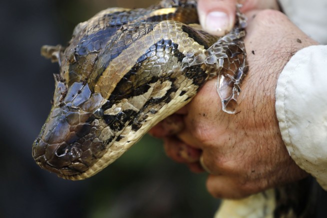 Miami Super Bowl organizers bring death to Burmese pythons
