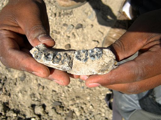 Fossil jaw sheds light on turning point in human evolution