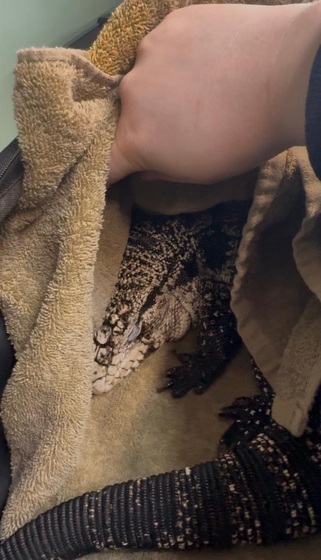 Freezing reptile dubbed 'Lizard in a blizzard' is rescued after being buried in Rhode Island snow