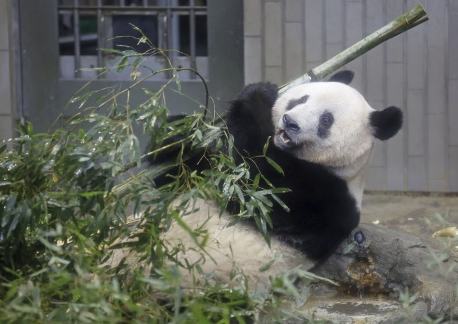 Japanese bid farewell to beloved panda returning to China