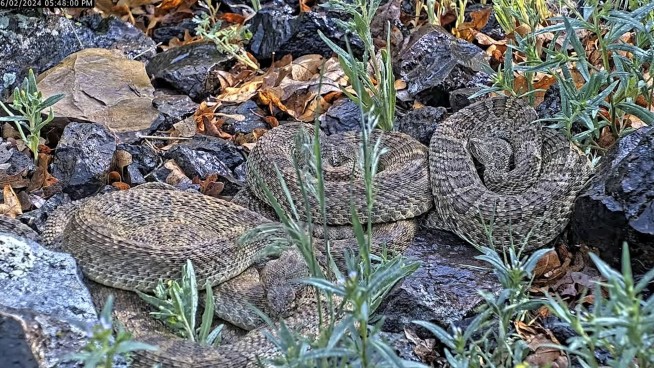 Webcam monitors hundreds of rattlesnakes at a Colorado 'mega den' for citizen science