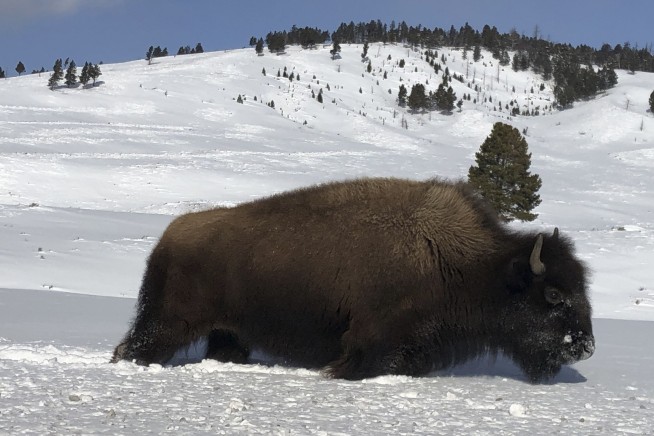 Yellowstone begins bison captures as it seeks to cull herd