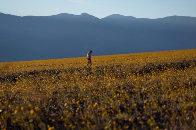 Wildflowers are blooming in the driest place in North America — but not for long