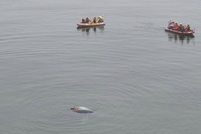 A whale caught in fishing nets has been freed off Poland's Baltic coast
