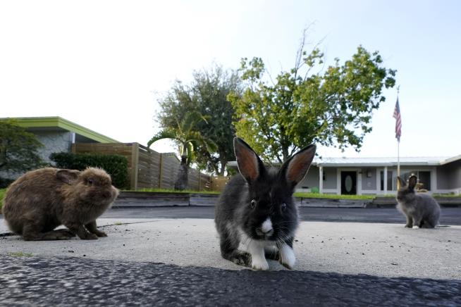 Fuzzy invasion of domestic rabbits has a Florida suburb hopping into a