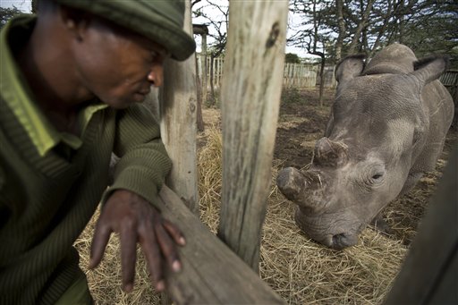 Rhino species to die unless science can help