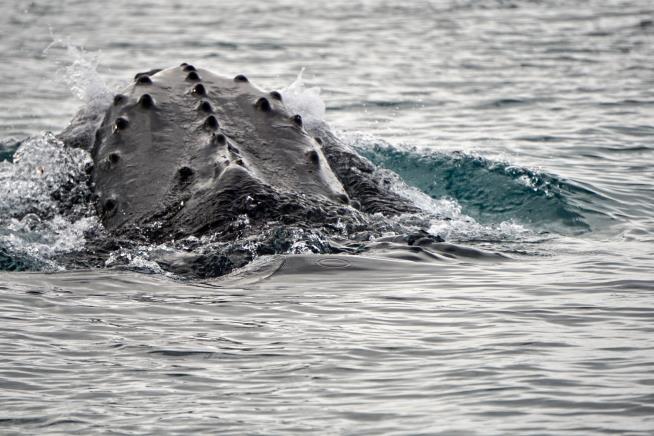 Oldest known whale recording could unlock mysteries of the ocean