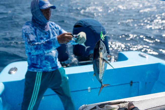 As reefs vanish, assisted coral fertilization offers hope in the Dominican Republic