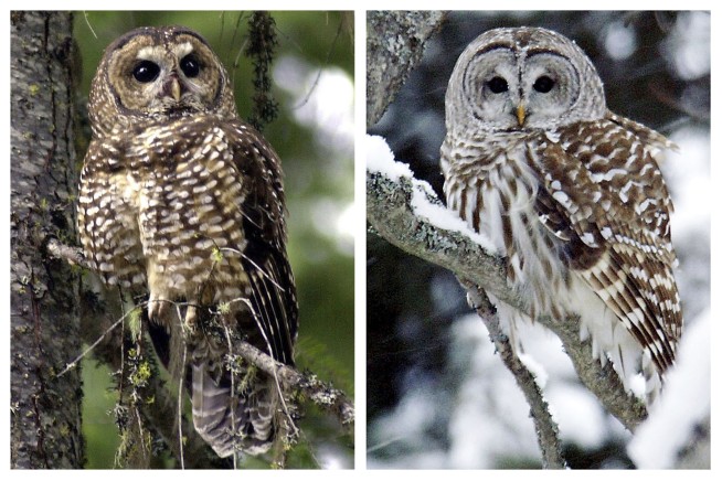 US owl-killing experiment raises thorny questions
