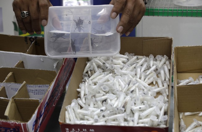 Creepy cargo: Philippines seizes 757 tarantulas from Poland