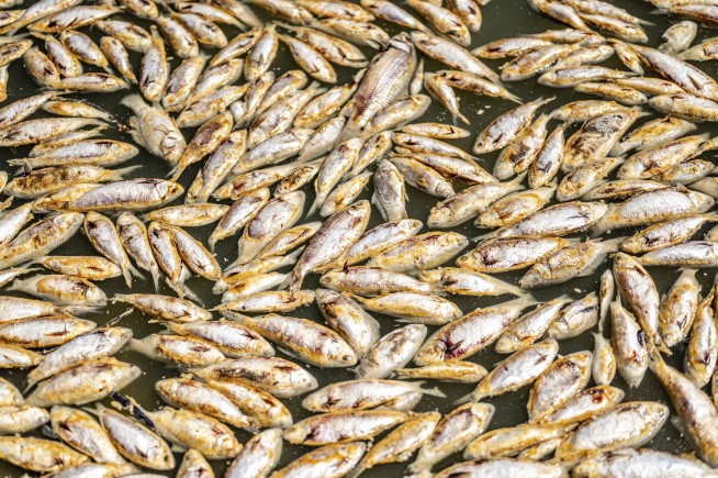 Millions of rotting fish to be removed from Outback river