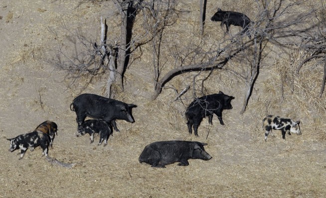 A population of hard-to-eradicate ‘super pigs’ in Canada is threatening to invade the US