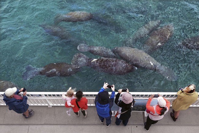 Officials: Florida manatees eating lettuce in pilot program