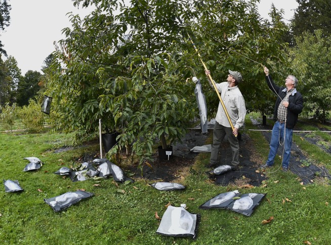 'Tis the season for roasting chestnuts. But in the US, native ones are almost gone