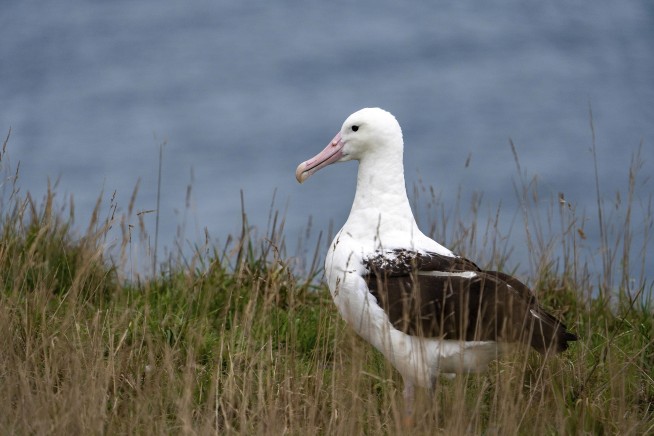 An albatross couple shares egg duty in this captivating low-drama reality show