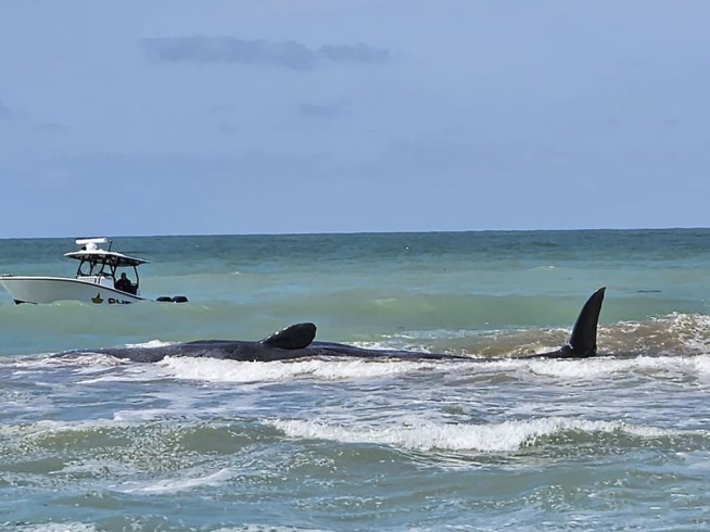 Sperm whale dies after beaching along Florida's Gulf Coast