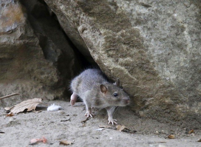 Rats! More rodents are infesting cities as scientists say warmer temperatures mean more rat babies