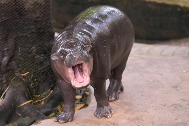 Man arrested after climbing into pygmy hippo Moo Deng's enclosure at Thai zoo