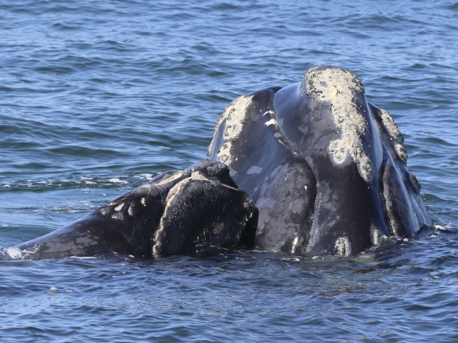 Births among endangered right whales highest since 2015