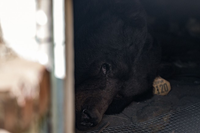 California homeowner rolls out 'unwelcome' mat for black bear living under his house
