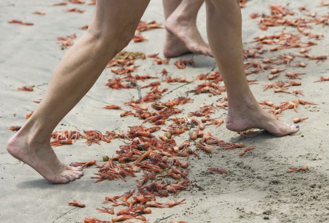 Thousands of tiny red crabs stranding on California beach