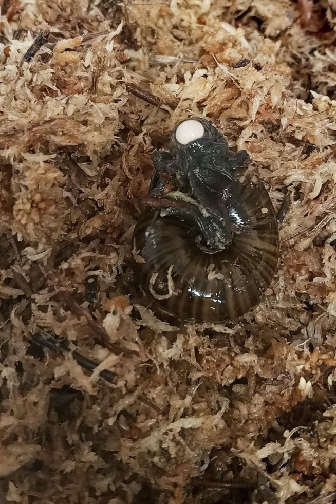 A rare New Zealand snail is filmed for the first time laying an egg from its neck